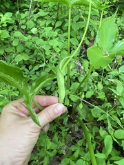 Pinellia tripartita