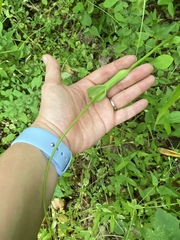 Pinellia tripartita