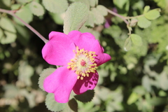 Rosa bridgesii