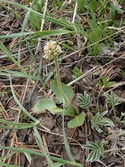 Micranthes rhomboidea