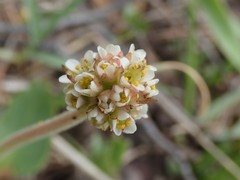 Micranthes rhomboidea
