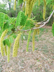 Piptadenia obliqua
