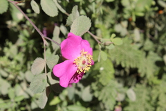 Rosa bridgesii