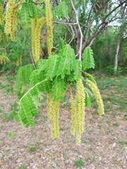 Piptadenia obliqua