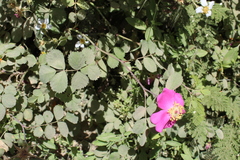 Rosa bridgesii