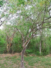 Piptadenia obliqua