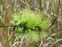 Melaleuca linearis acerosa