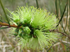 Melaleuca linearis acerosa