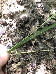 Carex oxylepis oxylepis