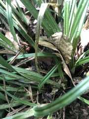 Carex oxylepis oxylepis