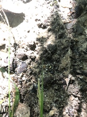 Carex oxylepis oxylepis