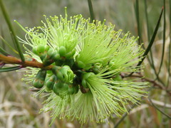 Melaleuca linearis acerosa