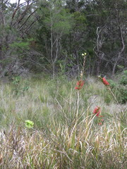 Melaleuca linearis acerosa