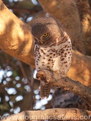 Glaucidium capense