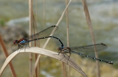 Argia cuprea