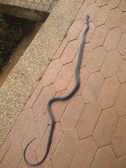 Clelia equatoriana