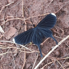 Barbicornis basilis acroleuca