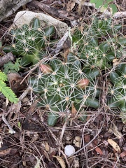 Mammillaria sphaerica