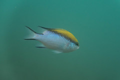 Chromis nitida