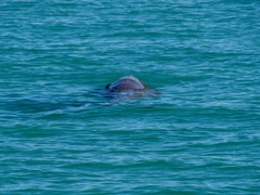 Dugong dugon