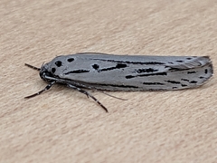 Ethmia monticola