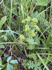 Alchemilla lindbergiana