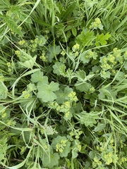 Alchemilla lindbergiana