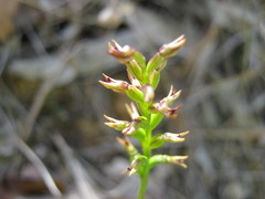 Genoplesium rufum