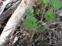 Pelargonium littorale