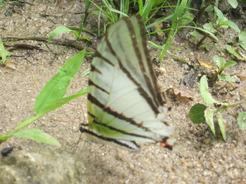 Great Kite-Swallowtail