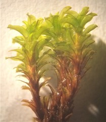 Syntrichia fragilis