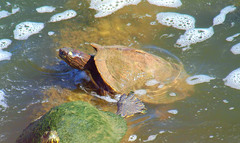 Graptemys ouachitensis