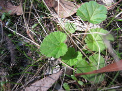 Pelargonium littorale