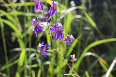 Delphinium variegatum variegatum