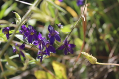 Delphinium variegatum variegatum