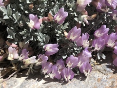 Astragalus calycosus calycosus