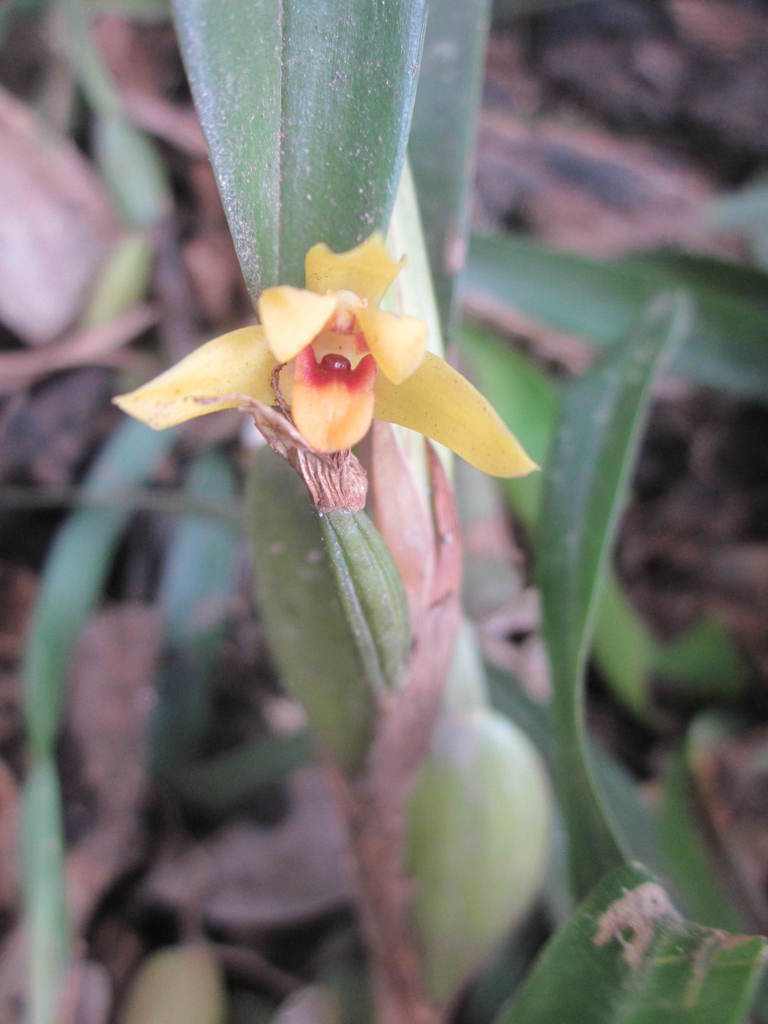 Maxillaria variabilis