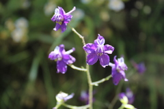 Delphinium variegatum variegatum