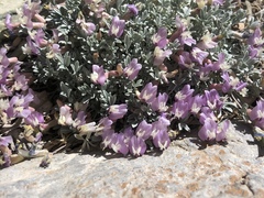 Astragalus calycosus calycosus