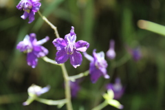 Delphinium variegatum variegatum