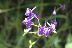 Delphinium variegatum variegatum