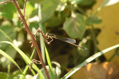 Argentagrion ambiguum