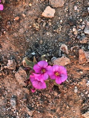 Diplacus kelloggii
