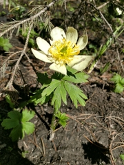 Trollius