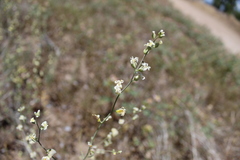 Streptanthus diversifolius