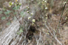 Streptanthus diversifolius