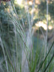 Austrostipa scabra
