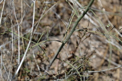 Streptanthus diversifolius