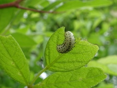 Derospidea brevicollis