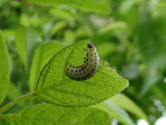 Derospidea brevicollis